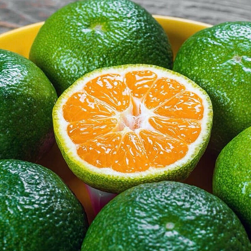 

Jeruk Peras Fresh Segar Banyak Air