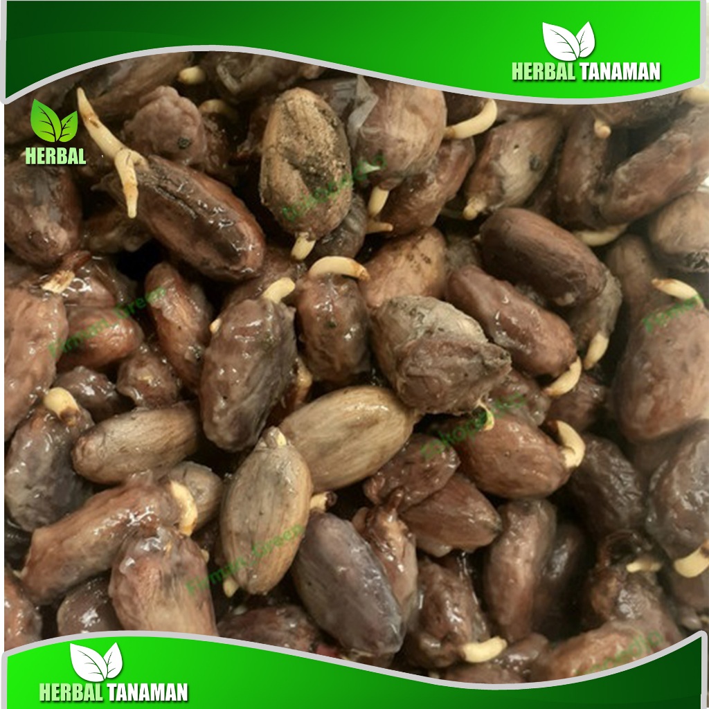 Biji Benih Bibit kakao Coklat Super siap semai