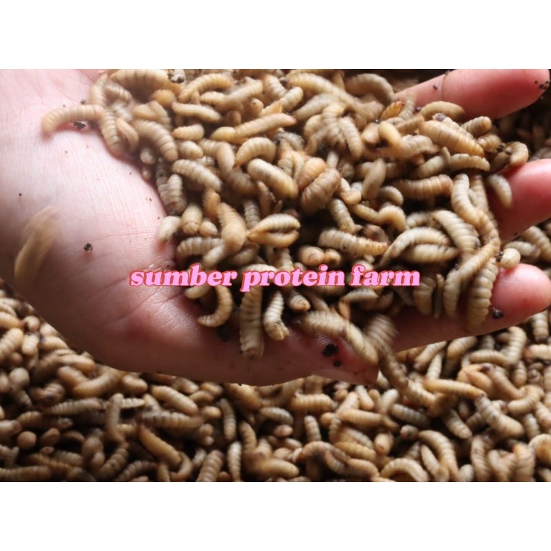 maggot bsf hidup fresh 500gr