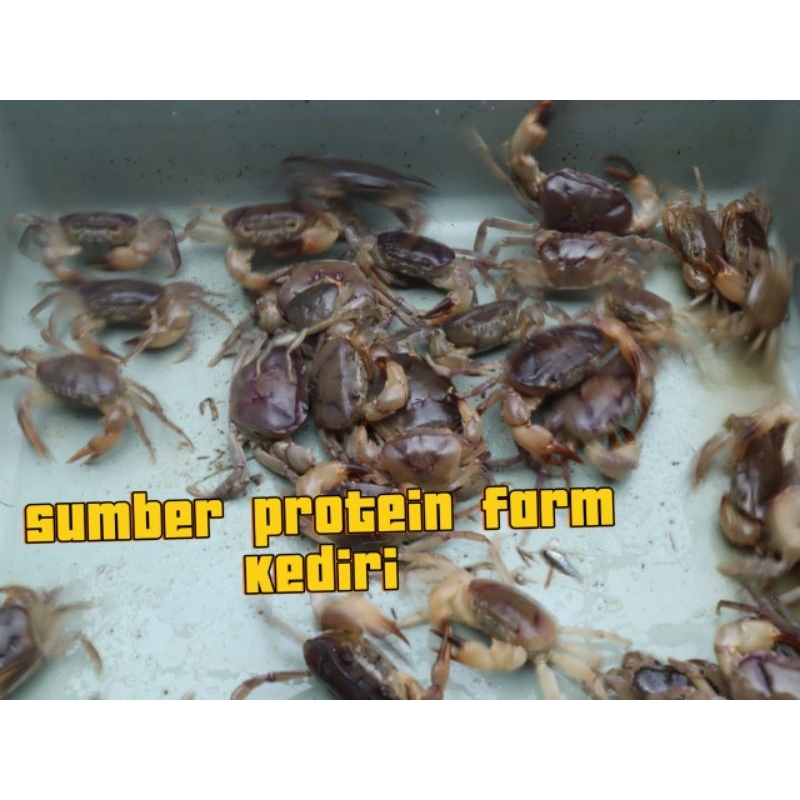 yuyu sawah hidup 25 ekor /pakan ikan predator dan reptil / umpan mancing/umpan bubu