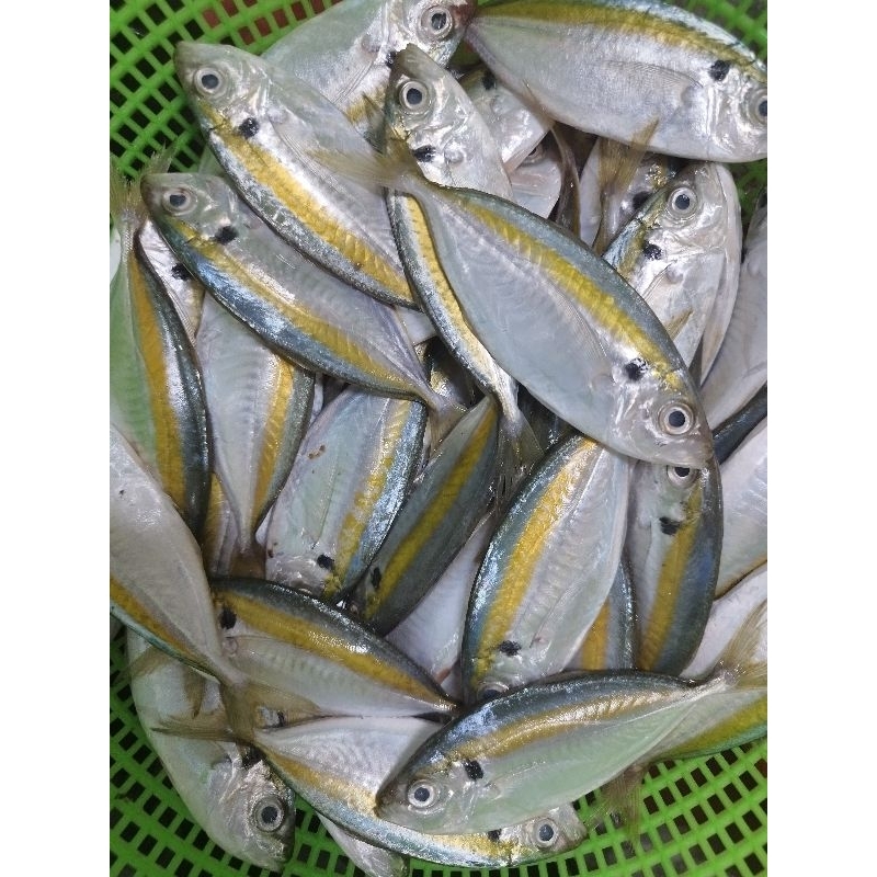 

Ikan selar fresh dan segar 1 kg