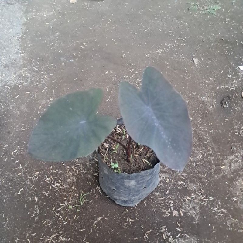 colocasia black magic