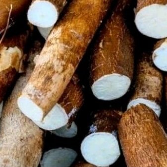 

ubi kayu 1 kilo lebih. ubi legit. ubi kayu pesan dipagi hari.