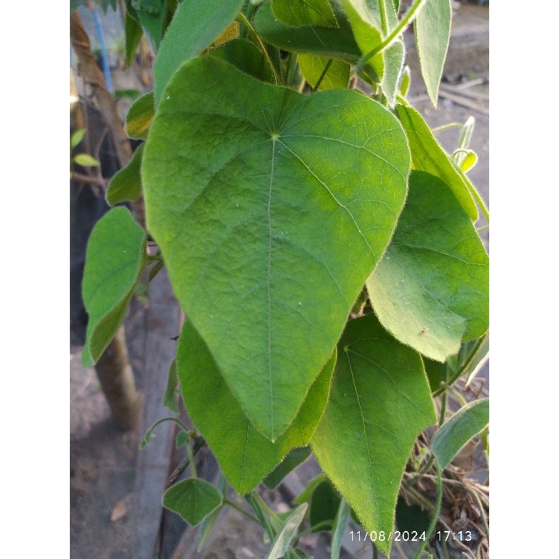 

Daun cincau daun caon bulu organik tanpa pestisida - 25 lembar