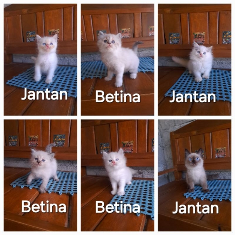 Kucing kitten himalaya gemoy murah