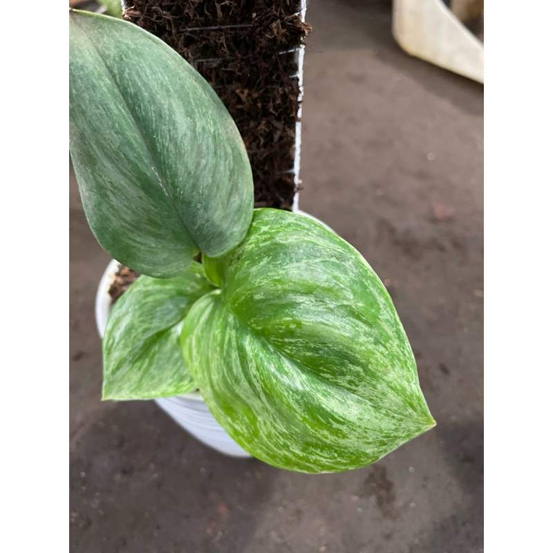 tanaman hias scindapsus treubii moonlight variegata mint