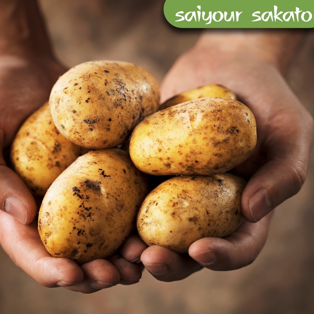 

Kentang Umbi - Saiyour Sakato