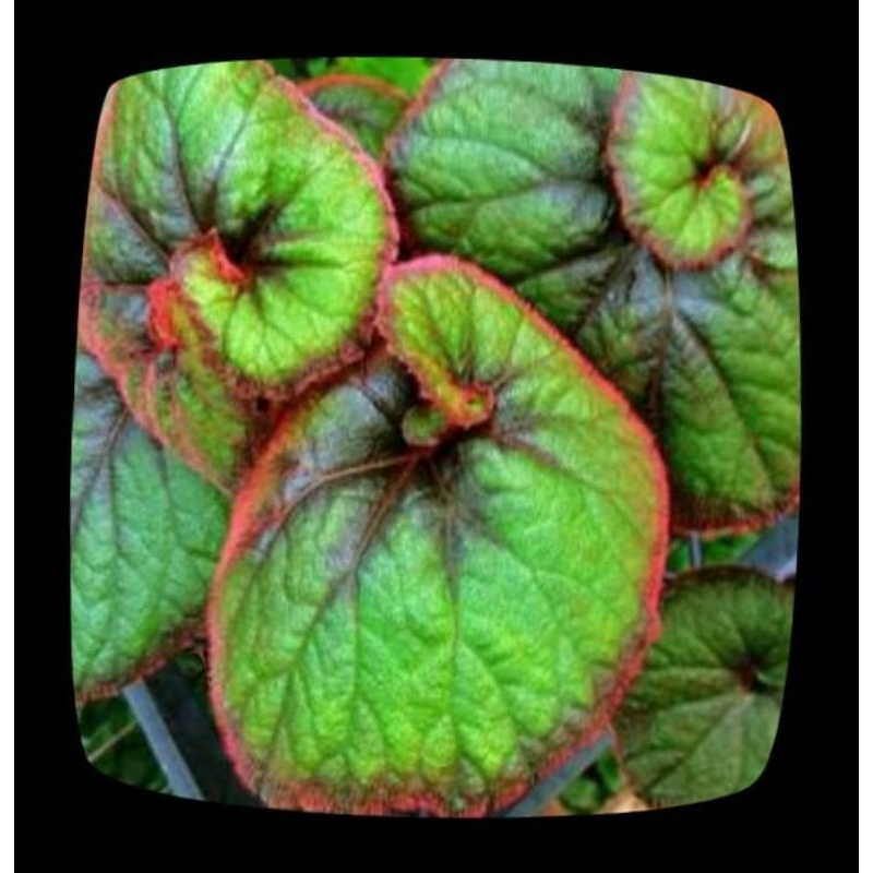 Tanaman hias begonia curly fireflush/keong hijau.