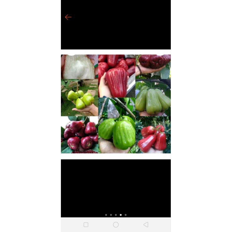 bibit jambu air 2dimensi 1pohon 2jenis