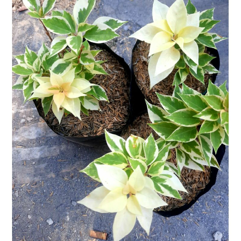 Bunga Bougenville Mutasi Albo Varigata