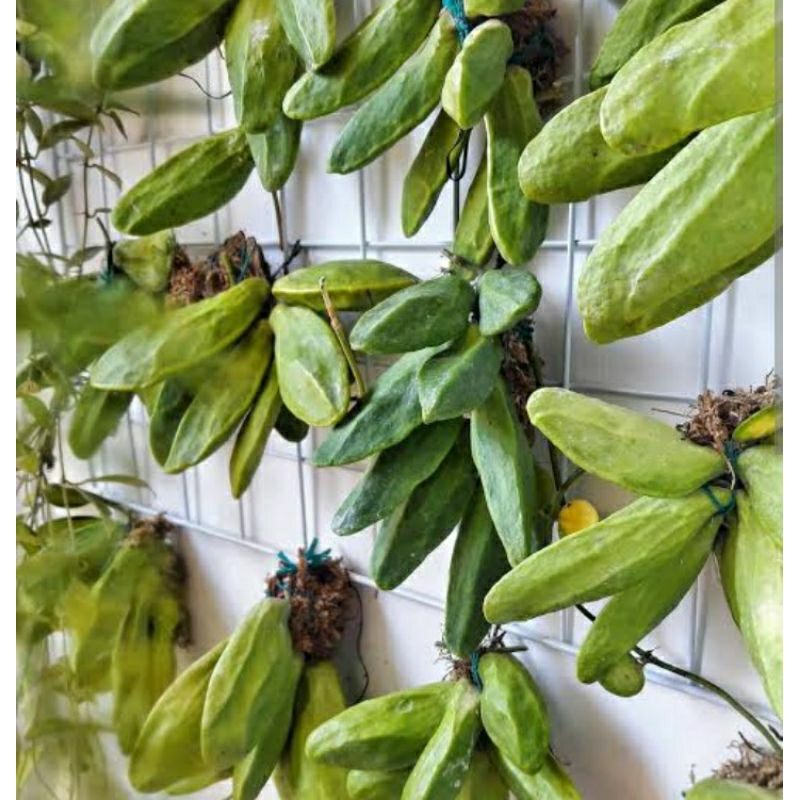 tanaman pisang batu/ hoya dischidia major