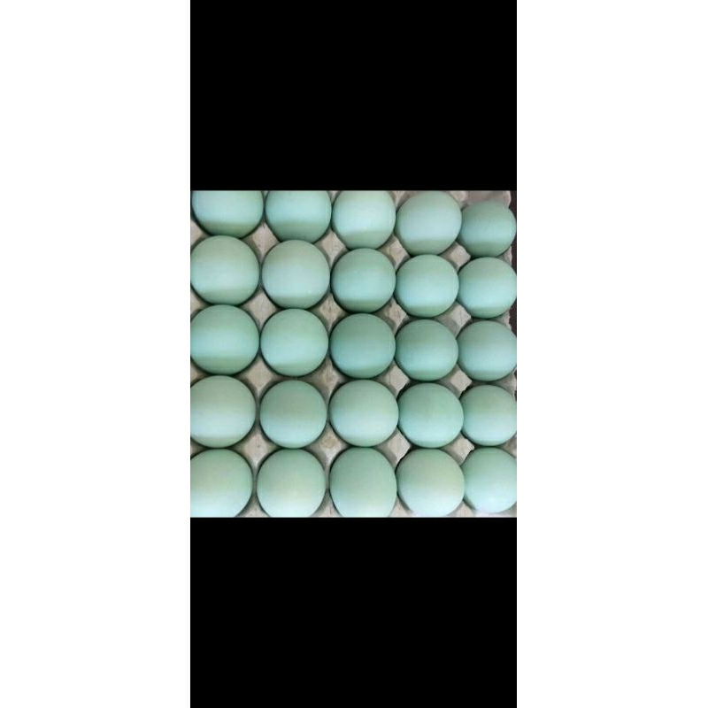 

Telur bebek asli dari peternakan