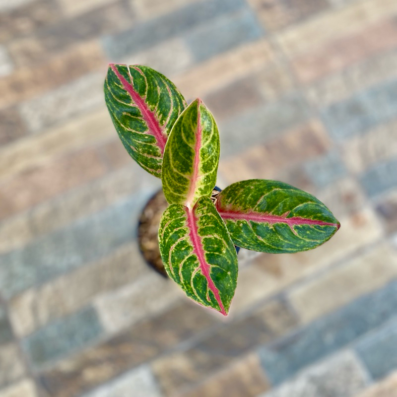Aglaonema Red Moon
