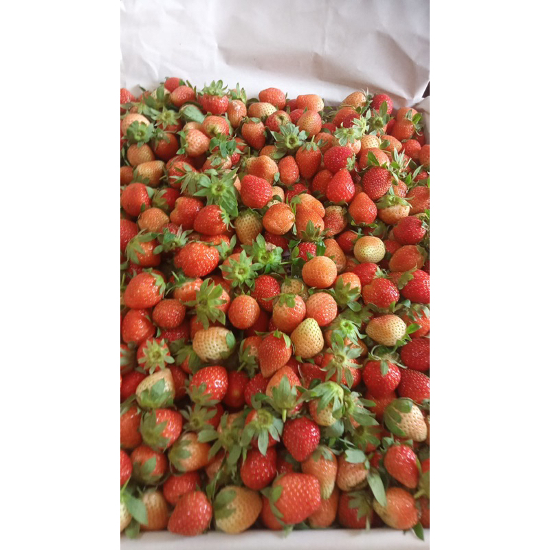

strawberry C 10kg
