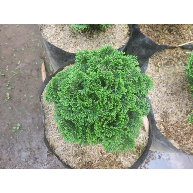 Cemara Inoki Mini Cemara Jepang