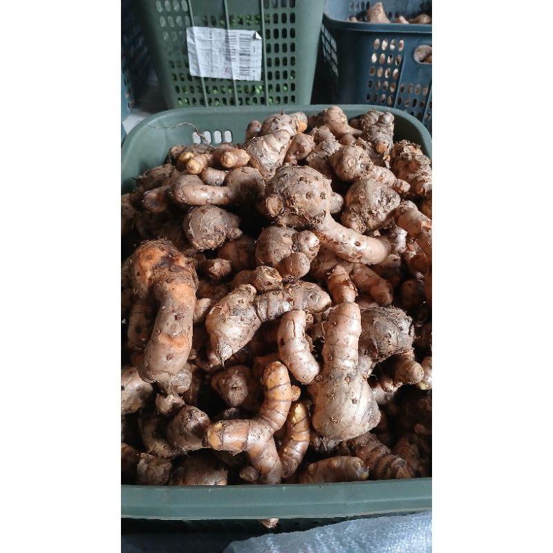 

TEMULAWAK SEGAR 1KG ORGANIK