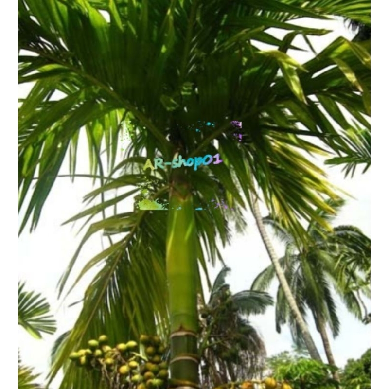

daun pinang segar per 500g | daun pinang / jambe