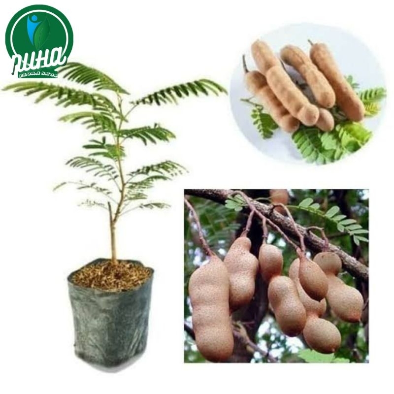 Bibit buah asem Jawa, bahan bonsai pohon asam, bibit asem