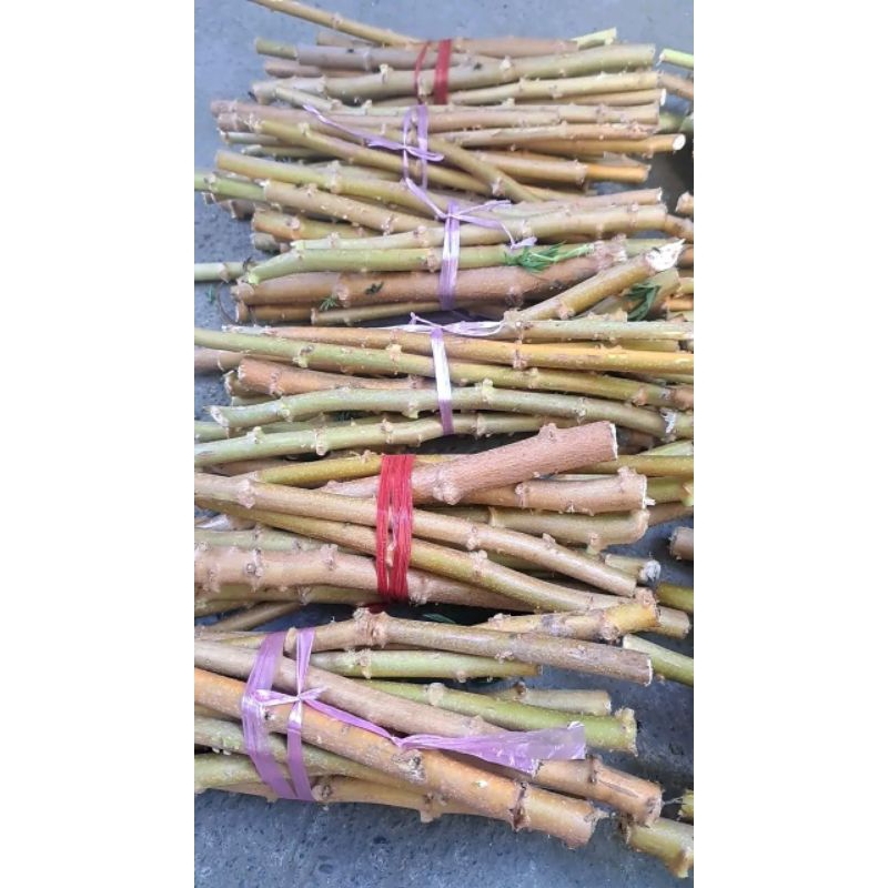 

PROMO!!! 8.8 BATANG SINGKONG JUMBO ISI 10