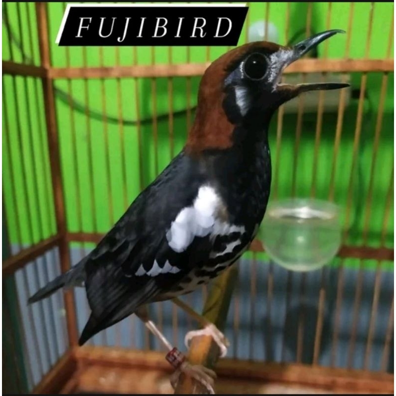 ANIS KEMBANG GACORAN