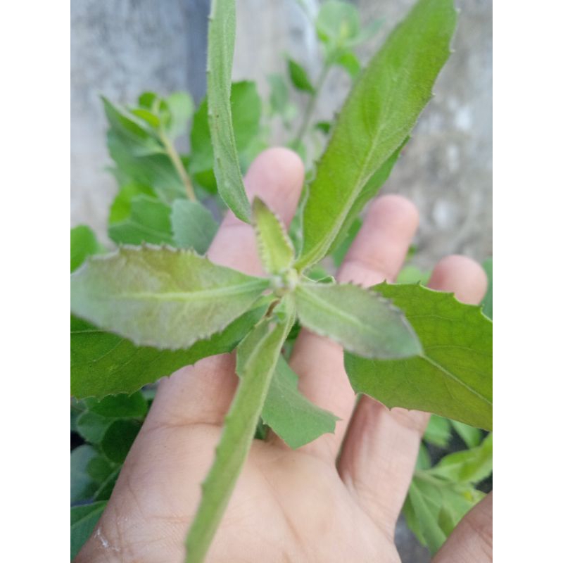 

Daun beluntas atau daun Luntas segar 100% ori dipetik saata akan dikirim
