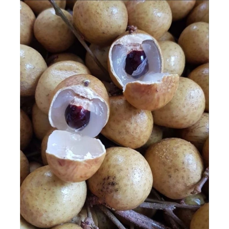 

BUAH LENGKENG BANGKOK FRESH&SWEET