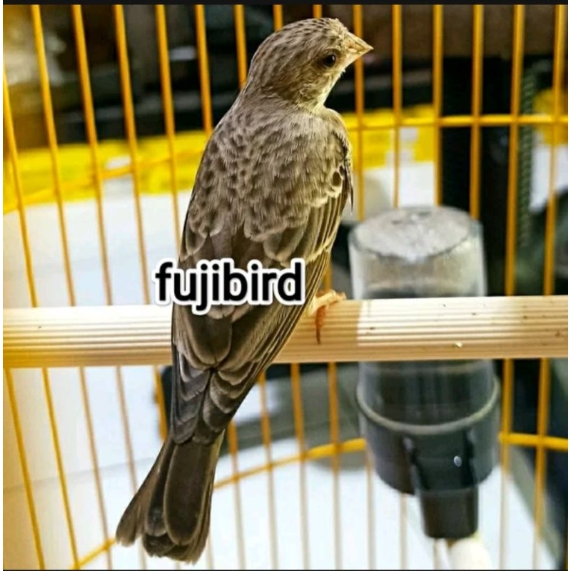 BURUNG EDEL SANGER JANTAN RIWIKAN