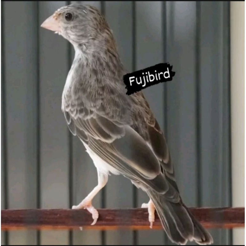 BURUNG EDEL SANGER GACORAN