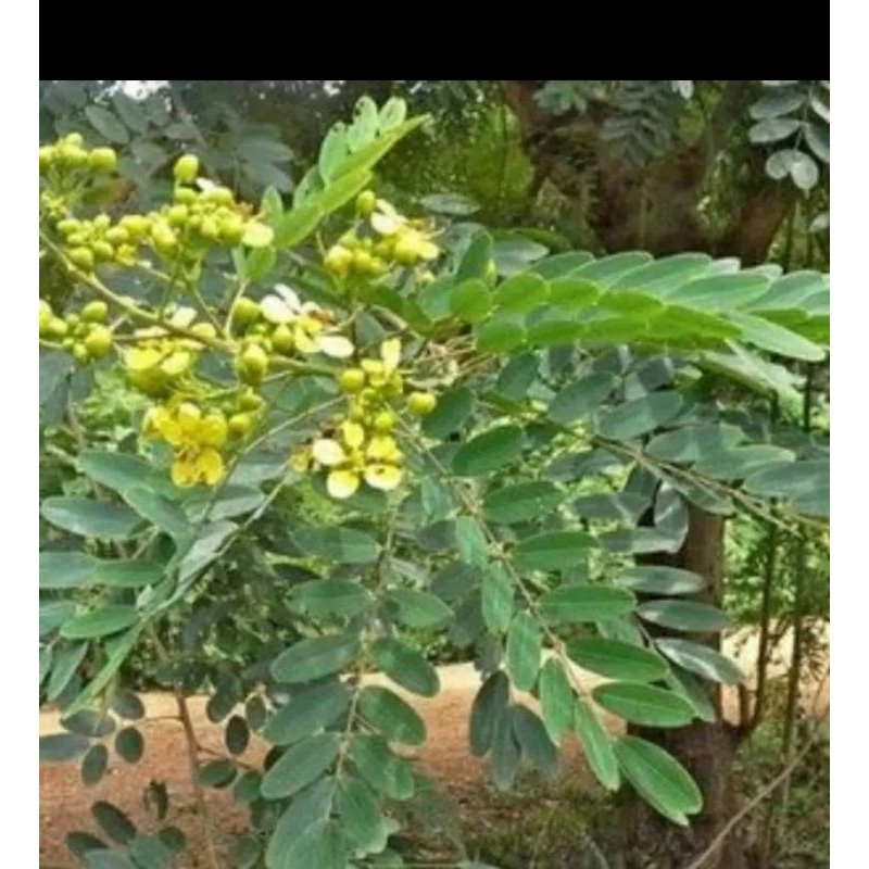 

Daun johar segar herbal 500 gram