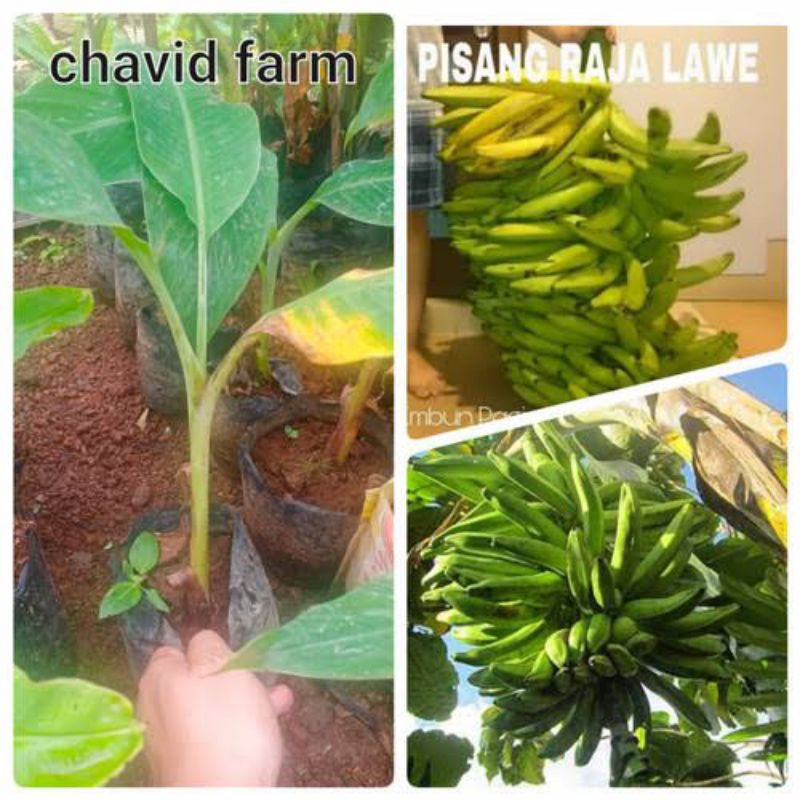 PROMO MURAH BIBIT PISANG RAJA LAWE SUPER(BELI 2 GRATIS 1)