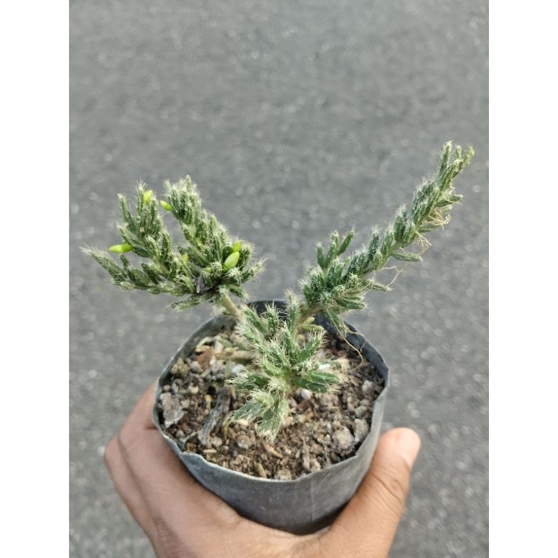 Sukulen gantung bulu