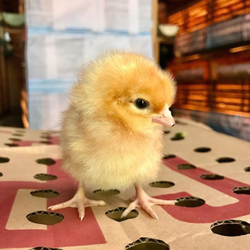 Doc Ayam Petelur 1 Box Isi 102