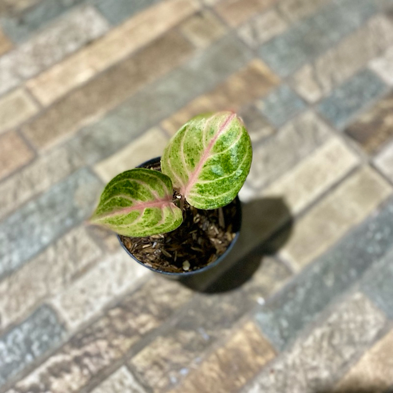 Aglaonema Susan