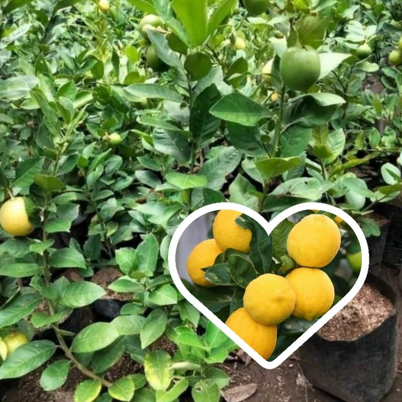 

Bibit jeruk lemon california hasil okulasi cepat berbuah Kualitas Super