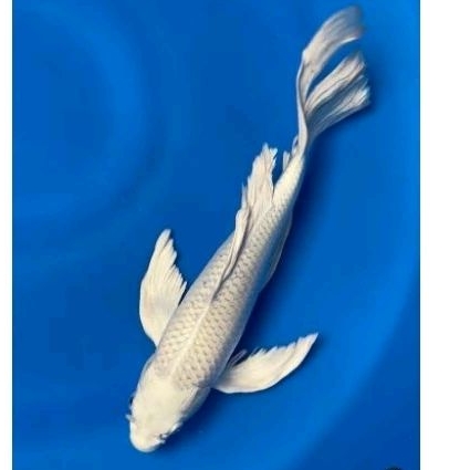 koi platinum slayer ukuran 20-30cm