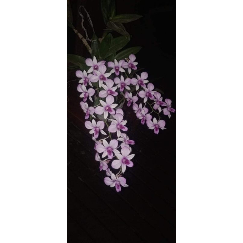 Dendrobium mantangai