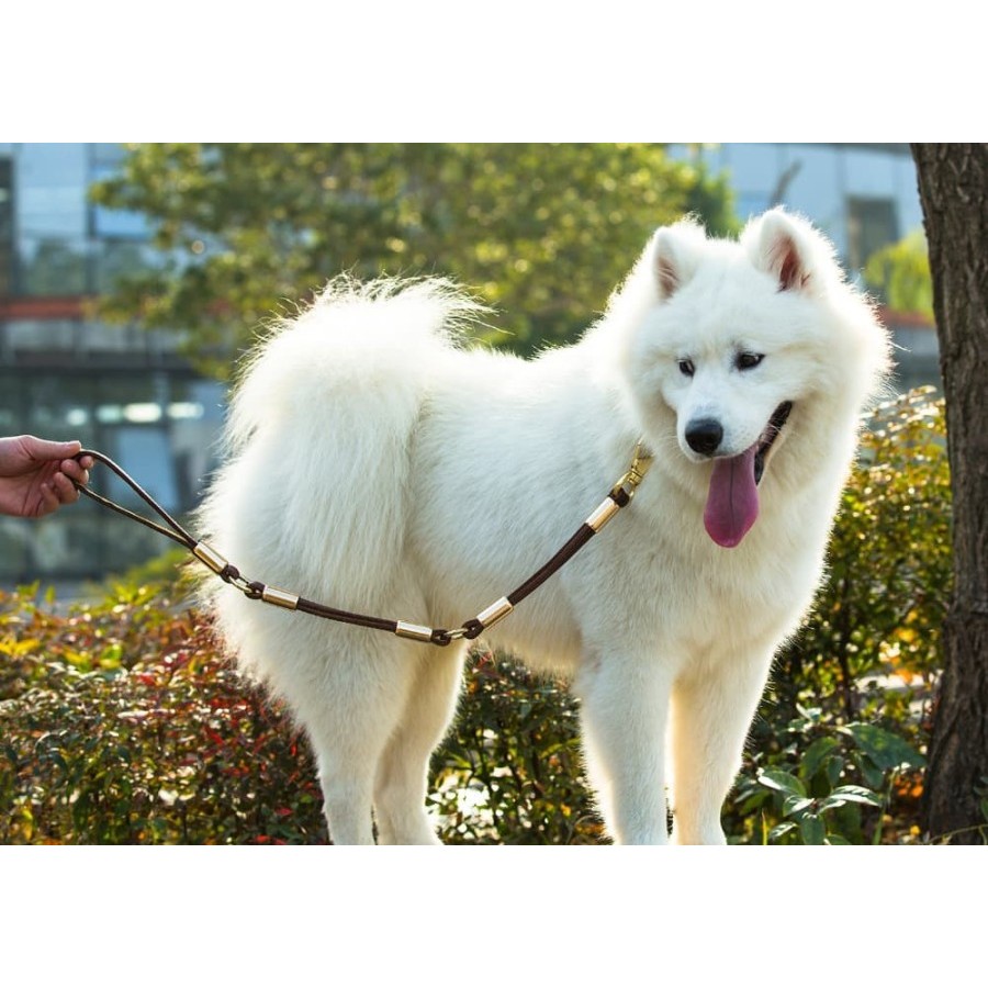 Tali Tuntun Anjing Kulit Harness Exclusive Dog Leash Leather