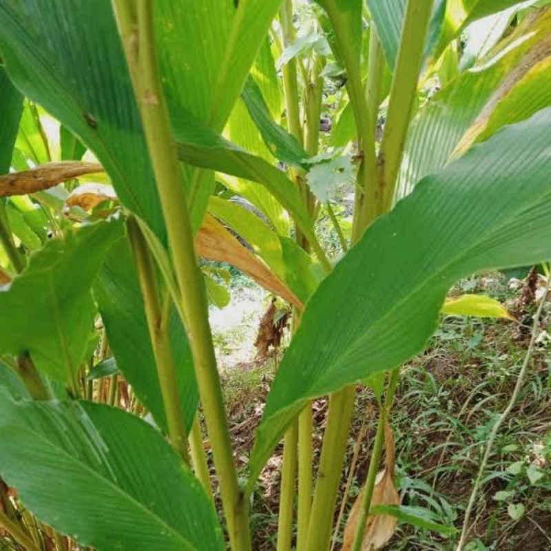 

daun renggak weresah,daun hangasa segar/1kg