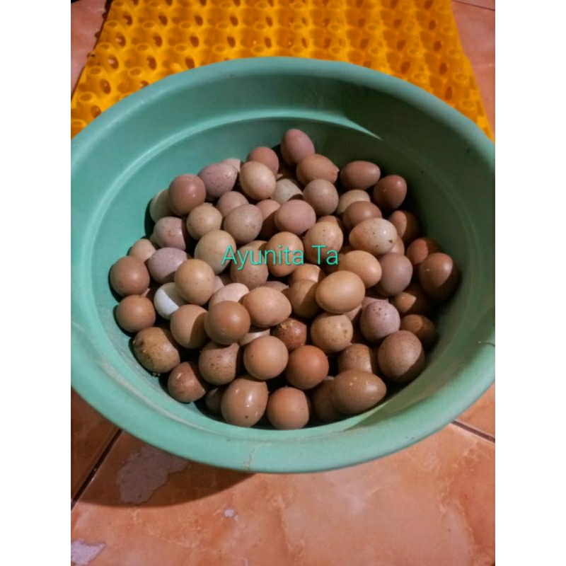 

Telur puyuh batu Untuk di tetaskan ( puyuh Hias )
