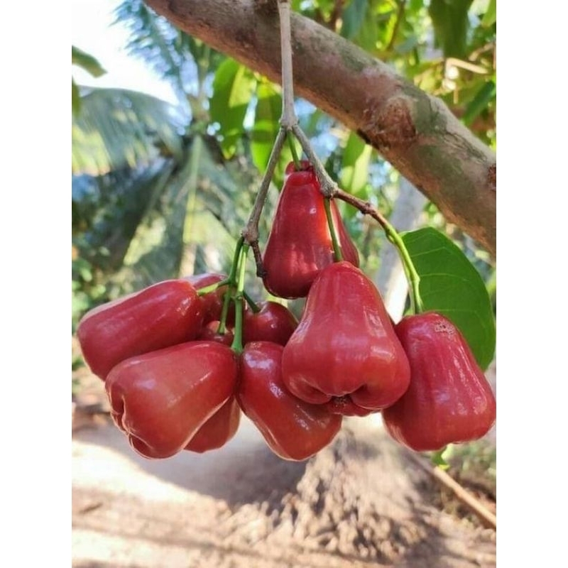 BIBIT JAMBU AIR CITRA cangkok siap berbuah