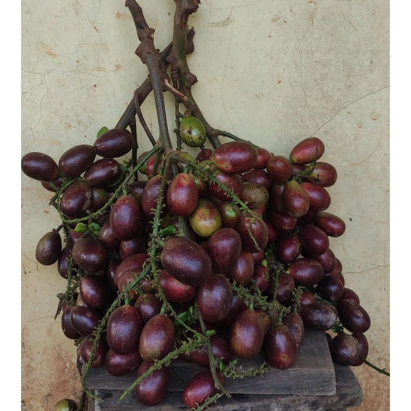 

Buah Matoa 500 Gr Fresh Nyus Daging Tebal