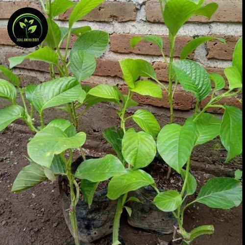 bibit stek tanaman buah markisa jumbo (markusa)