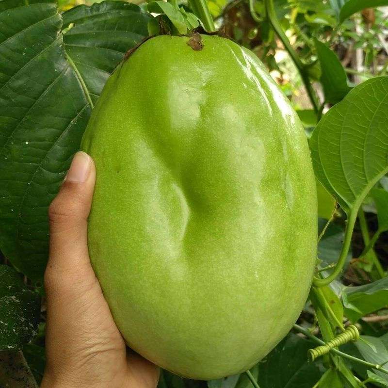 

buah markusa segar/markisa jumbo muda/tua