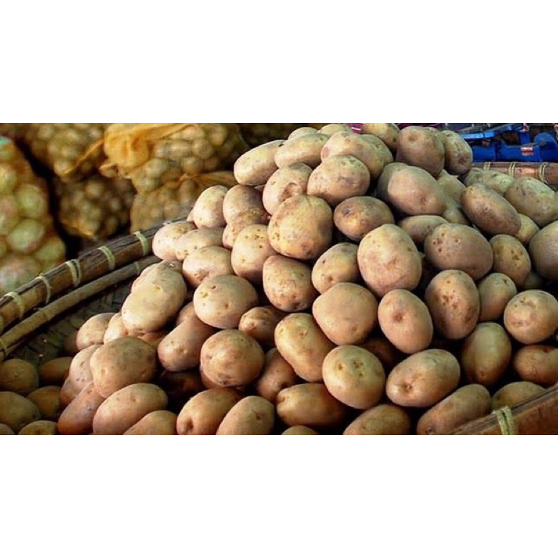 

KENTANG SEDANG BERSIH BERKUALITAS KEMASAN 500 GRAM