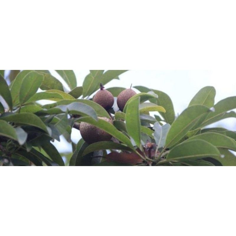 

Daun sawo segar obat herbal 250 gram