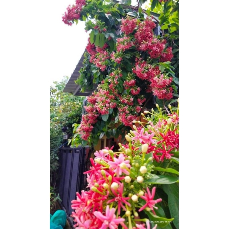 bibit melati belanda