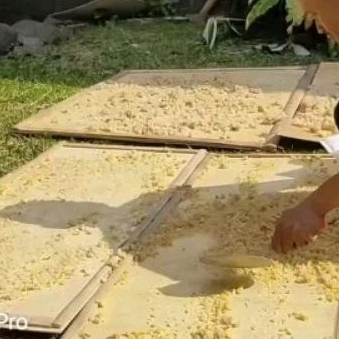 nasi aking / nasi kering / pakan ternak