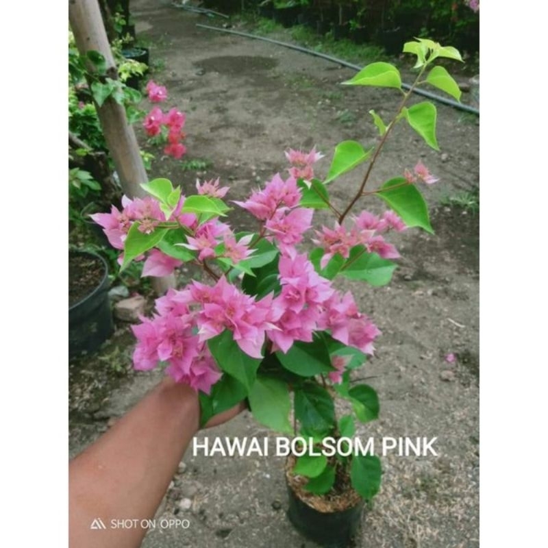 tanaman hias bougenville hawai bolsom pink (ori)