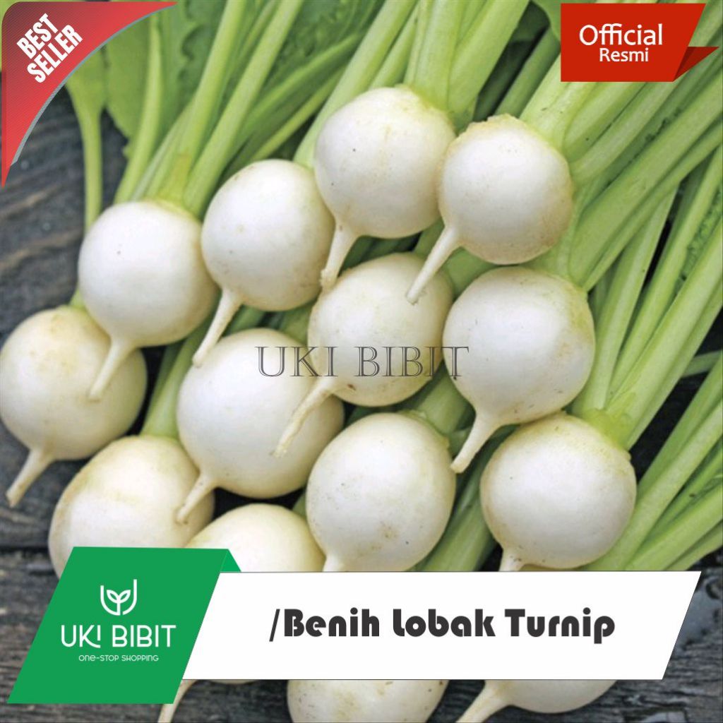 ( 10 Butir ) Benih Lobak Turnip | Parsnip | Lobak Bulat Putih