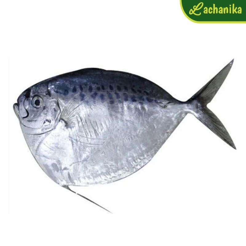 

Ikan Semar / Etem / Ani-ani Fresh 1kg